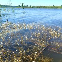 Река Гжать в Смоленской обл. :: Ольга Довженко