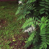 Июль...Цветет в Нефтеюганске рябинник! :: Владимир 