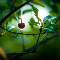 Вишневый этюд. :: Игорь Викторов