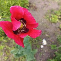 "Стеснительный" :: Любовь Сахарова