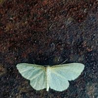 *** :: Шу Юншен