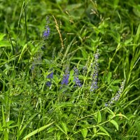 Вероника :: Сергей Цветков