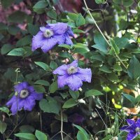 Цветы :: Юрий Гайворонскiий