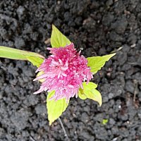 Цветы. :: Владимир Драгунский Цветы. :: Владимир Драгунский