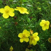 Лапчатка цветёт :: Людмила Смородинская