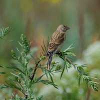 Коноплянка. :: Sergey (Apg)