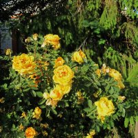 Ах. июнь !! :: Елена Шаламова