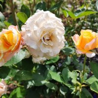 ,,, :: Сергей Тимоновский