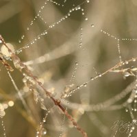 *** :: Елена Kазак (selena1965)