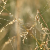 *** :: Елена Kазак (selena1965)