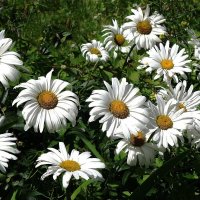 Ромашки :: Рита Симонова