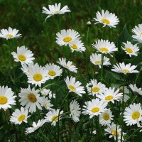 Ромашки :: Рита Симонова