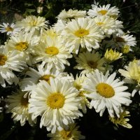 Нивяник великолепный... :: Галина 