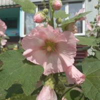 Мальва :: BoxerMak Mak