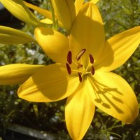 Лилии цветут ! :: BoxerMak Mak Лилии цветут ! :: BoxerMak Mak