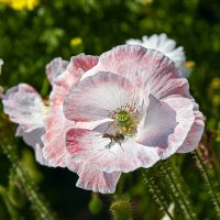 *** :: Aleksey Afonin *** :: Aleksey Afonin