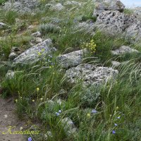 Природа Крыма :: Amazing Cosmea