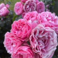 Цветочек :: Лейла Башилова