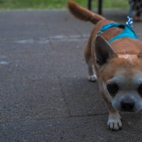 ***** :: юрий поляков