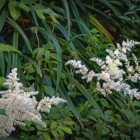 Фотозарисовка, Троицк :: Владимир Кроливец