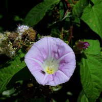 *** :: Леонид leo