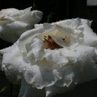 Белая роза :: Аркадий Басович