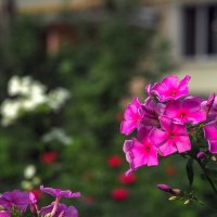 Природа в Городе :: юрий поляков