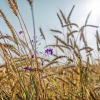 В золоте :: sorovey Sol