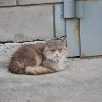 Незнакомка :: Валерий Судачок