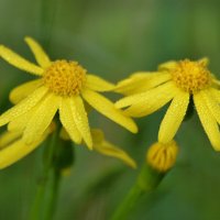 Крестовник обыкновенный :: Надежда Куркина 