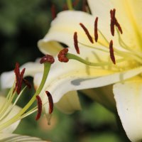 Июль :: Венера Чуйкова Июль :: Венера Чуйкова