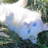 Жарко мне. :: Сергей Ц