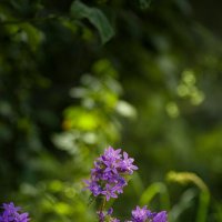 Июльские мгновения :: Serega  