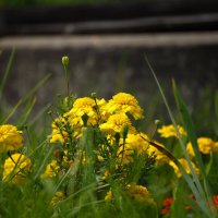 Июльские мгновения :: Serega  