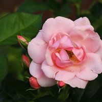 Июльская нежная :: Светлана 