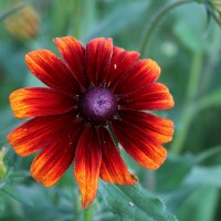 Рудбекия черри бренди :: Светлана 