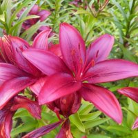 Лилейник :: Сапсан 