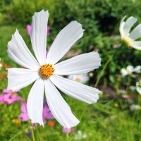 Цветы в саду. :: Владимир Зыбин