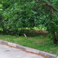 Лиса в городе :: Андрей Лукьянов Лиса в городе :: Андрей Лукьянов