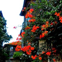 Болгария :: Натали 