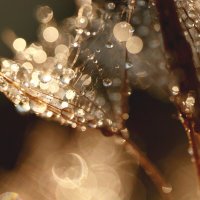 *** :: Елена Kазак (selena1965) *** :: Елена Kазак (selena1965)