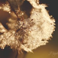 *** :: Елена Kазак (selena1965) *** :: Елена Kазак (selena1965)