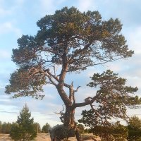 «Шагающее» дерево :: Ольга Довженко