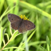 Бархатница :: Ольга 