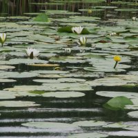 Усманка Воронеж чудесная окраина :: Елена Шаламова