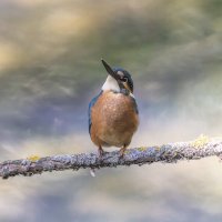 зимородок :: юрий макаров