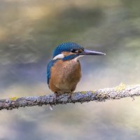 зимородок :: юрий макаров зимородок :: юрий макаров