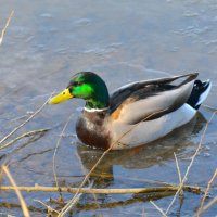 Селезень кряквы :: Константин Анисимов