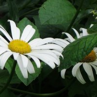 Ромашки :: Рита Симонова