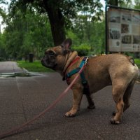 ***** :: юрий поляков